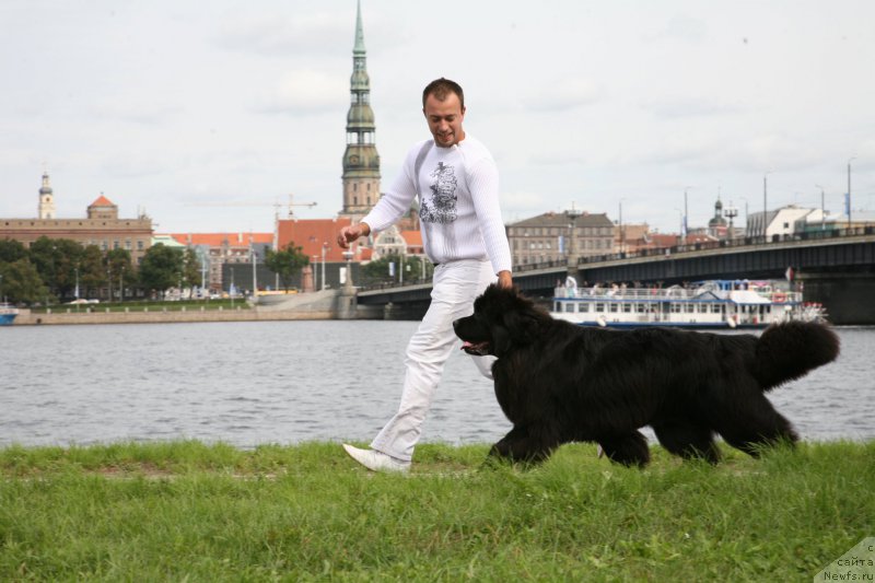 Фото: ньюфаундленд Сент Джонс Хендсел фо Ми (Sent Djons Handsel for Me), Александр Розенфельд