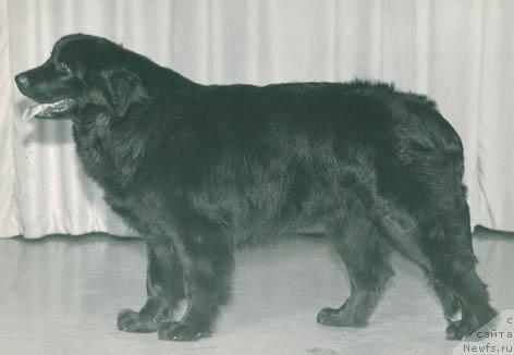 Фото: ньюфаундленд Вилта