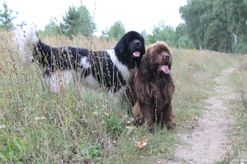 Фото: ньюфаундленд Бархатка Роскошная, ньюфаундленд Черный Шарм Веллингтон