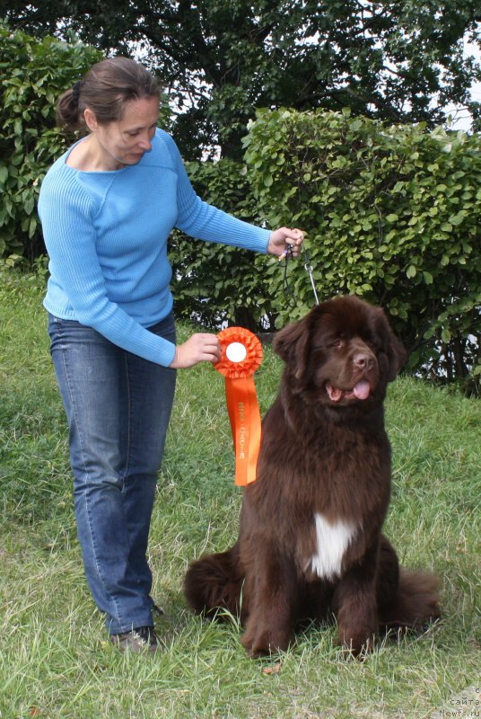 Фото: ньюфаундленд Акватория Келвин Хизер Хани (Aquatoriya Kelvin Heather Honey), Инга Гончаренко