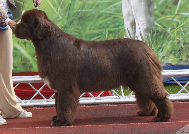 Фото: ньюфаундленд Акватория Келвин Хизер Хани (Aquatoriya Kelvin Heather Honey)