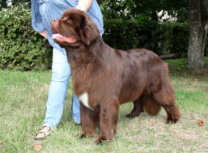 Фото: ньюфаундленд Акватория Келвин Хизер Хани (Aquatoriya Kelvin Heather Honey)