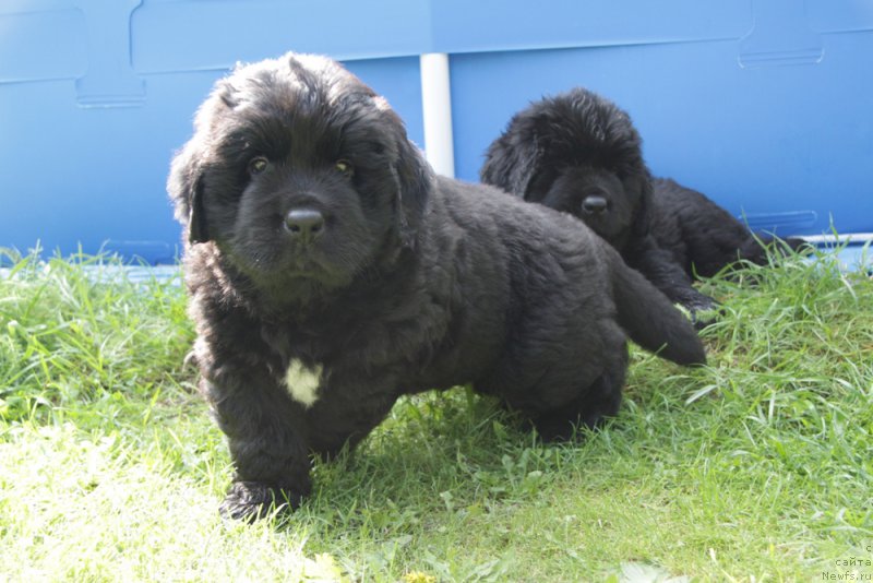 Фото: ньюфаундленд Аквиан Сонг Океаник Винд
