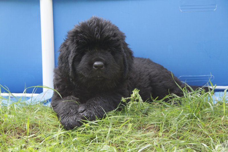 Фото: ньюфаундленд Аквиан Сонг Овер зе Юниверс