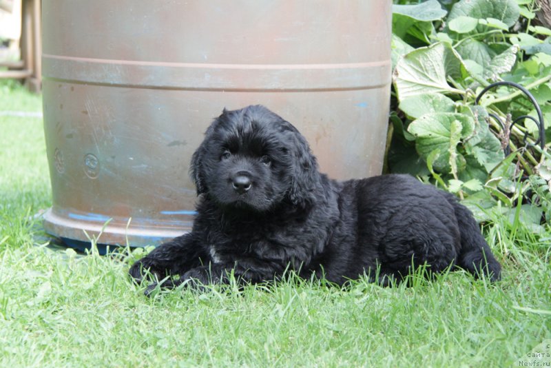 Фото: ньюфаундленд Аквиан Сонг Океаник Винд