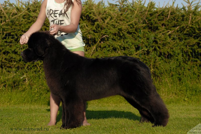 Фото: ньюфаундленд Сент Джонс Зива фор Сакала (Sent Djons Ziva for Sakala)