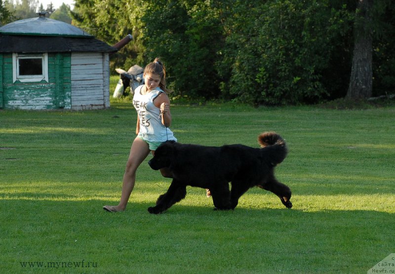 Фото: ньюфаундленд Сент Джонс Зива фор Сакала (Sent Djons Ziva for Sakala)