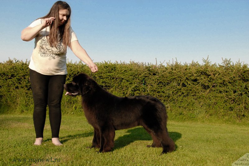 Фото: ньюфаундленд Сент Джонс Зива фор Сакала (Sent Djons Ziva for Sakala)