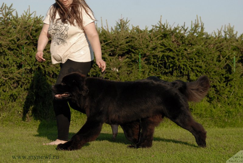 Фото: ньюфаундленд Сент Джонс Зива фор Сакала (Sent Djons Ziva for Sakala)