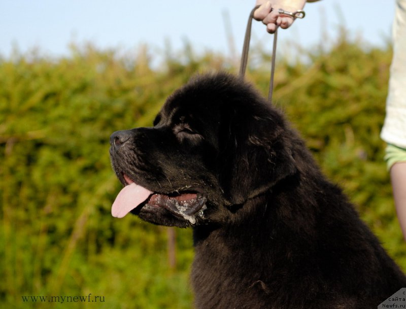 Фото: ньюфаундленд Сент Джонс Зива фор Сакала (Sent Djons Ziva for Sakala)