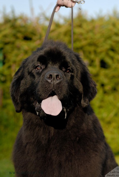 Фото: ньюфаундленд Сент Джонс Зива фор Сакала (Sent Djons Ziva for Sakala)