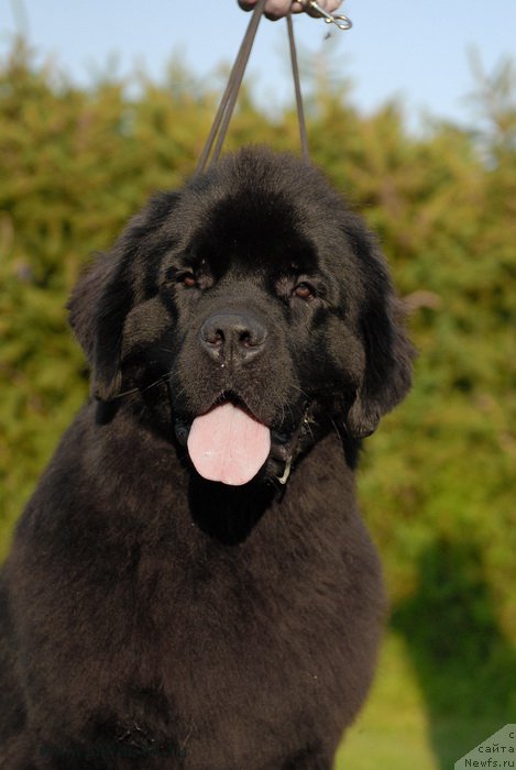 Фото: ньюфаундленд Сент Джонс Зива фор Сакала (Sent Djons Ziva for Sakala)