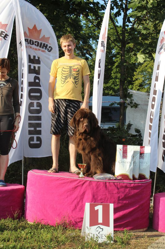 Фото: ньюфаундленд Символ Роскоши и Любви (Simvol Roskoshi I Lubvi)