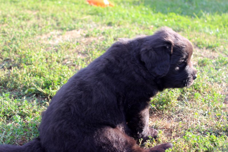 Фото: ньюфаундленд Браунблад МСК Хаким Голд Хайдар (Brownblood MSK Hakim Gold Haydar)