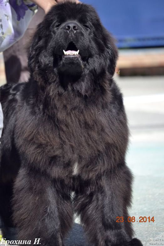 Фото: ньюфаундленд Потап Снежинка на Счастье (Potap Snezhinka na Schastie)