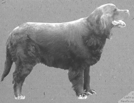 Фото: ньюфаундленд Викка