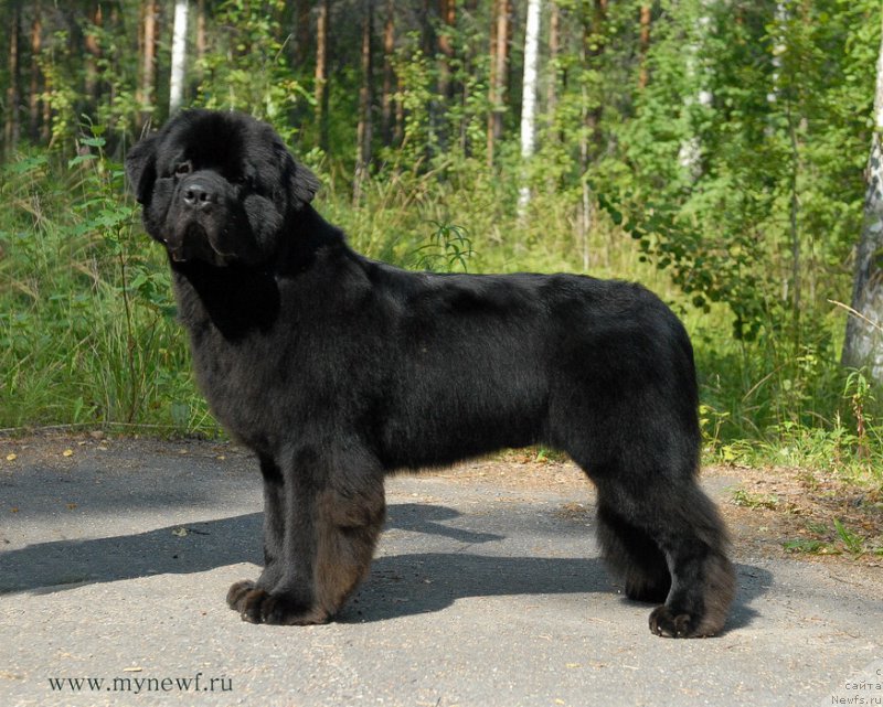 Фото: ньюфаундленд Сент Джонс Заферано (Sent Djons Zaferano)