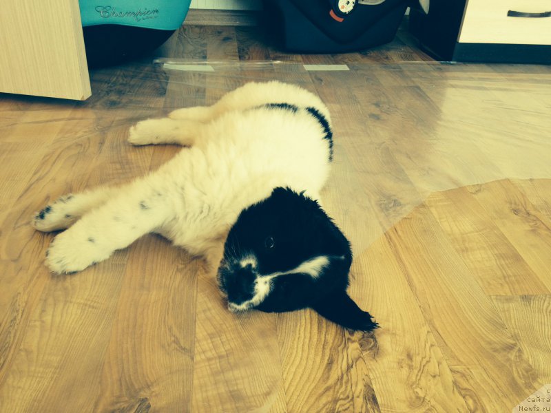 Фотография № 161827