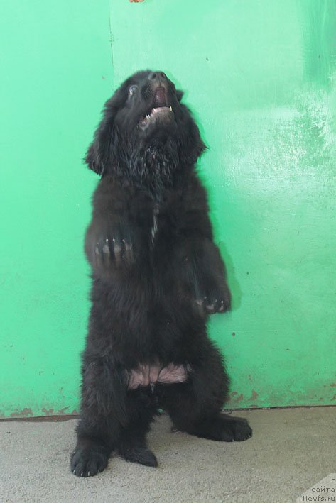 Фото: ньюфаундленд Яная с Берега Дона (Yanaya s Berega Dona)