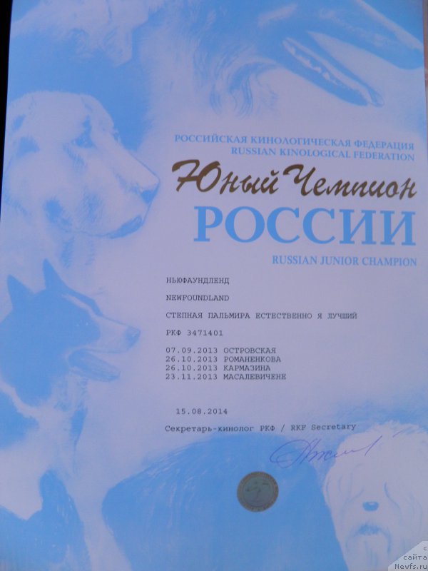 Фото: ньюфаундленд Степная Пальмира Естественно Я Лучший