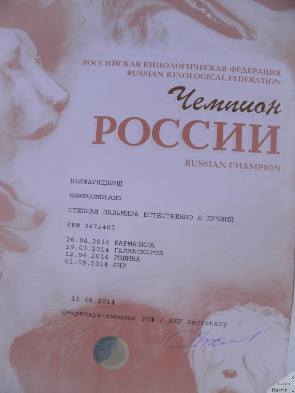 Фото: ньюфаундленд Степная Пальмира Естественно Я Лучший