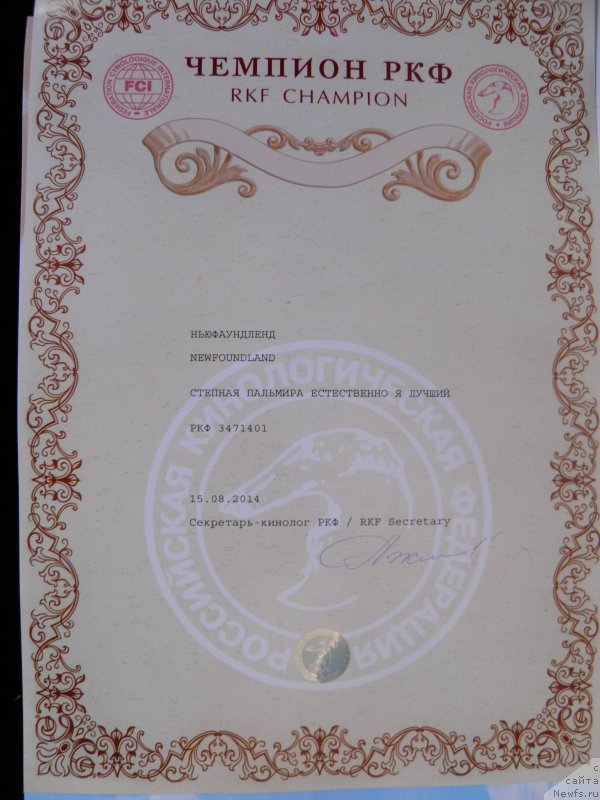 Фото: ньюфаундленд Степная Пальмира Естественно Я Лучший