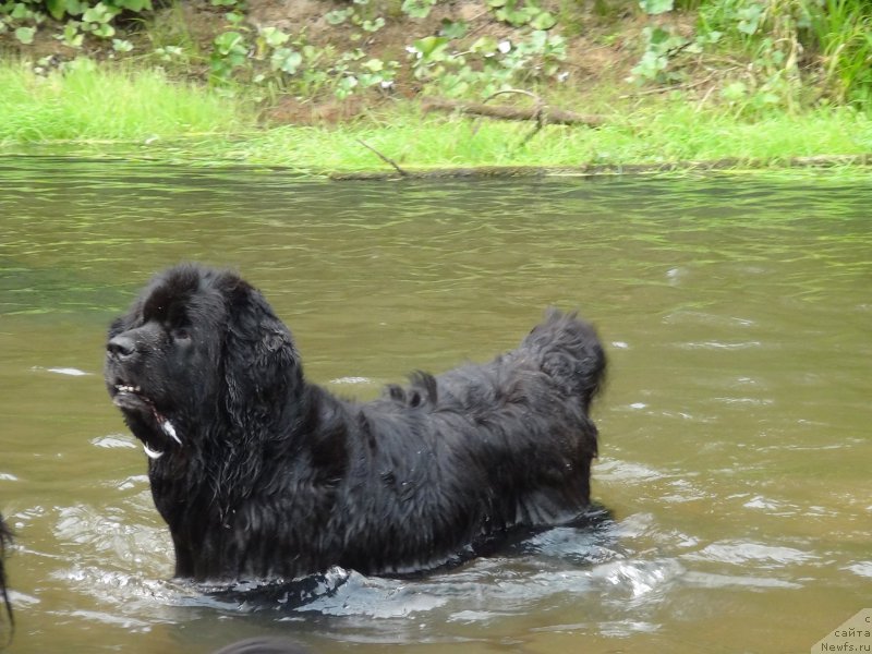 Фото: ньюфаундленд Акин Соул София