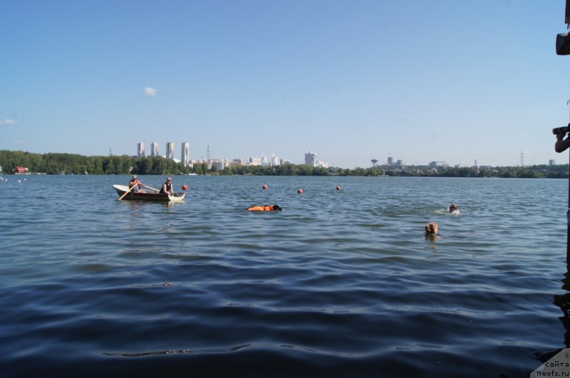 Фото: Александр Бурмистров, Ольга Музычук, ньюфаундленд Black Blues iz Volotova