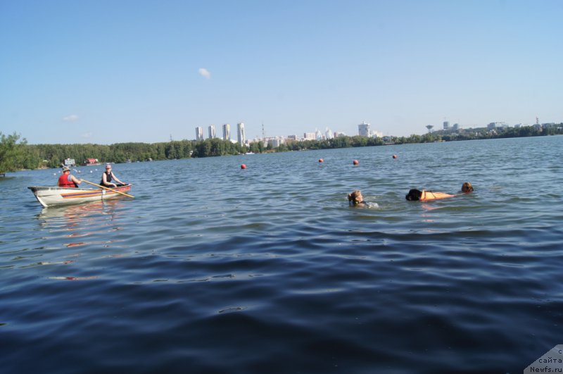 Фото: ньюфаундленд Black Blues iz Volotova