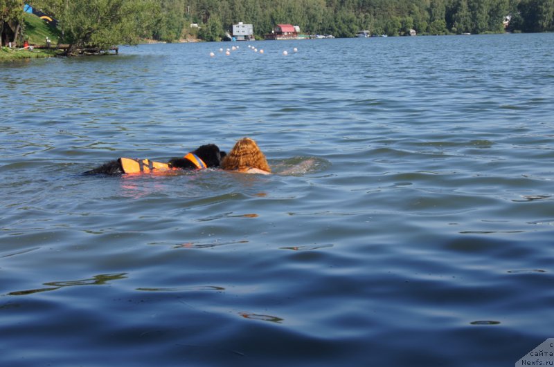Фото: Елизавета Сафиуллина, ньюфаундленд Giacomo vom Darius Land