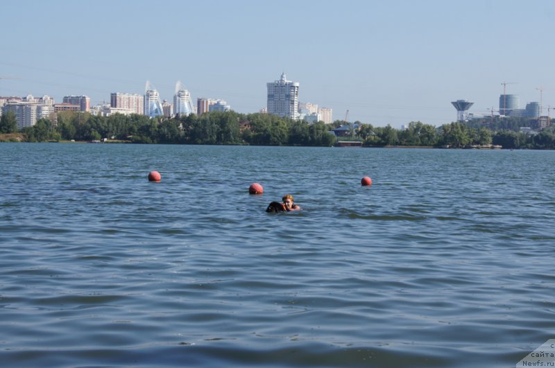 Фото: Елизавета Сафиуллина, ньюфаундленд Giacomo vom Darius Land