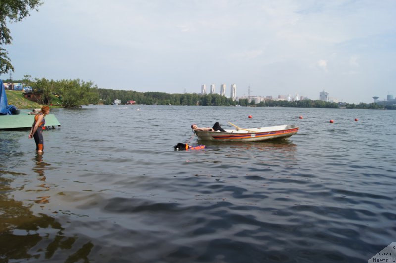 Фото: Елизавета Сафиуллина, ньюфаундленд Giacomo vom Darius Land, Ольга Музычук