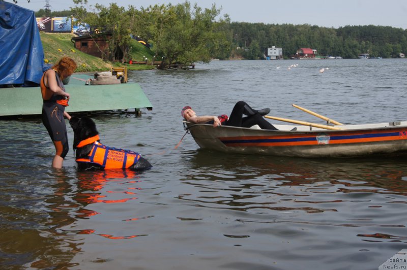 Фото: Елизавета Сафиуллина, ньюфаундленд Giacomo vom Darius Land, Ольга Музычук