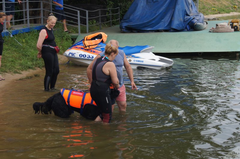Фото: Антонина Чигвинцева, ньюфаундленд Топтыжка Герой Нашего Времени (Toptyzhka Geroy Nashego Vremeni), Александр Бурмистров