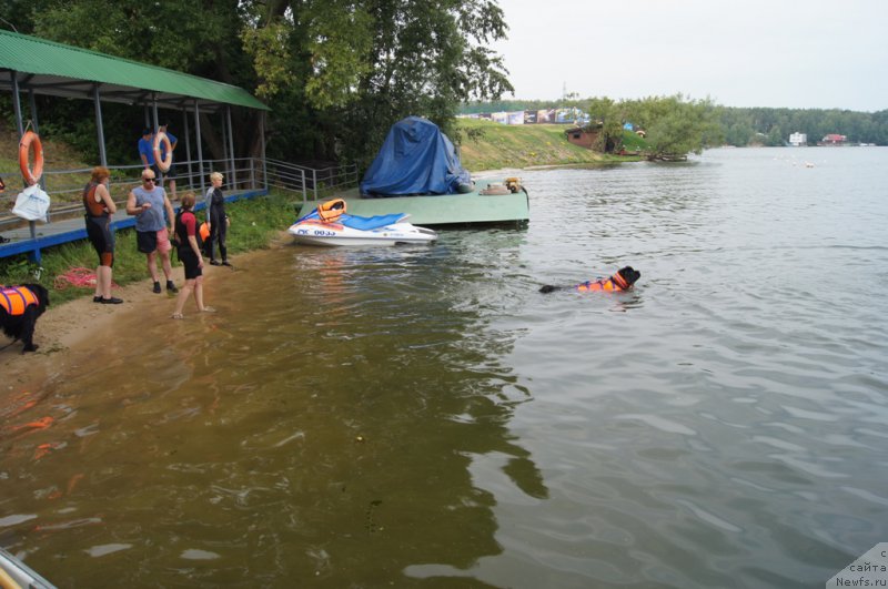 Фото: Александр Бурмистров, Антонина Чигвинцева, ньюфаундленд Топтыжка Галатея Морская Нереида (Toptyzhka Galatea Morskaya Nereida)