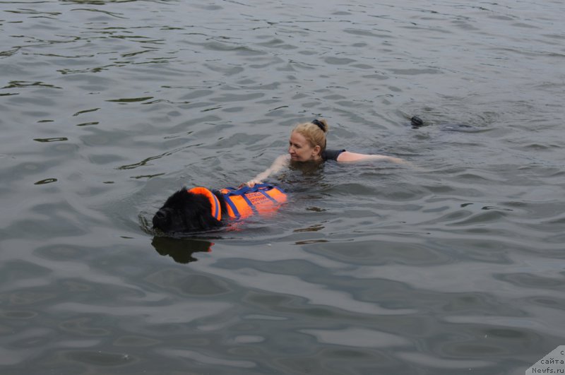 Фото: ньюфаундленд Топтыжка Галатея Морская Нереида (Toptyzhka Galatea Morskaya Nereida), Ольга Музычук