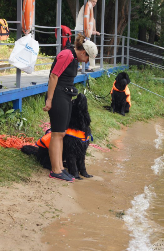 Фото: ньюфаундленд Бегущая по Волнам Фогет Ми Нот, Александра Фетисова