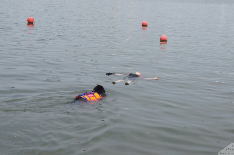 Фото: ньюфаундленд Бегущая по Волнам Фогет Ми Нот, Антонина Чигвинцева