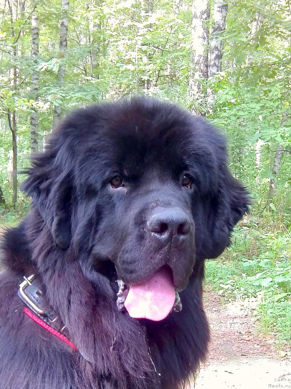 Фото: ньюфаундленд Черный Чанк с Берега Дона (Chernyj Chank s Berega Dona)