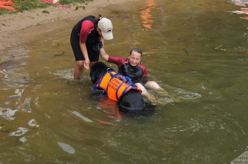 Фото: Александра Фетисова, ньюфаундленд Бегущая по Волнам Фогет Ми Нот, Антонина Чигвинцева