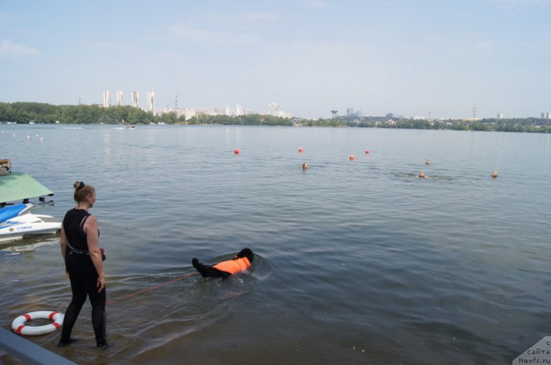 Фото: Ольга Музычук, ньюфаундленд Black Blues iz Volotova