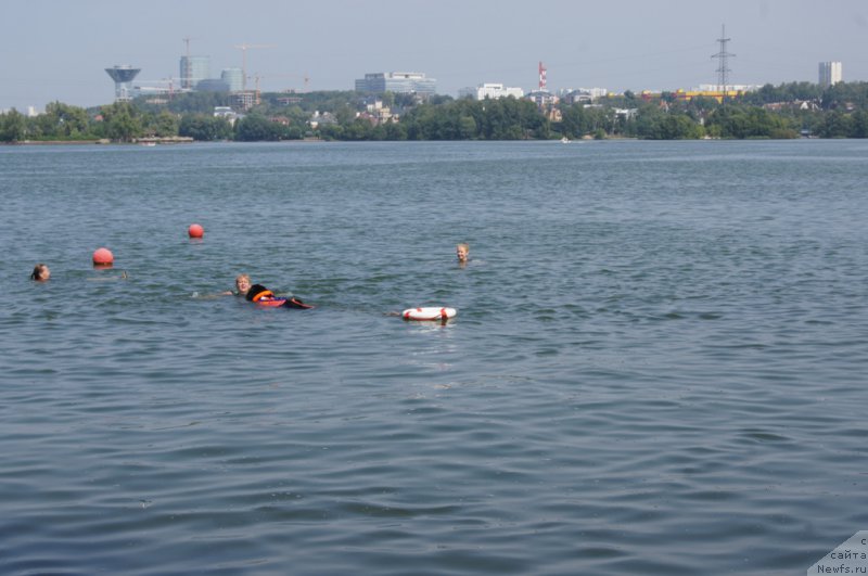 Фото: ньюфаундленд Giacomo vom Darius Land