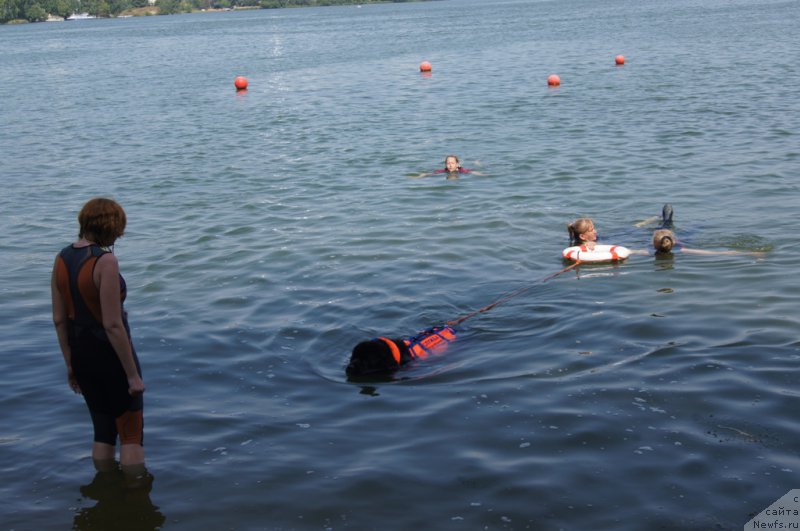Фото: ньюфаундленд Giacomo vom Darius Land, Елизавета Сафиуллина