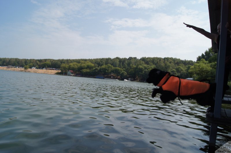 Фото: Ольга Музычук, ньюфаундленд Black Blues iz Volotova