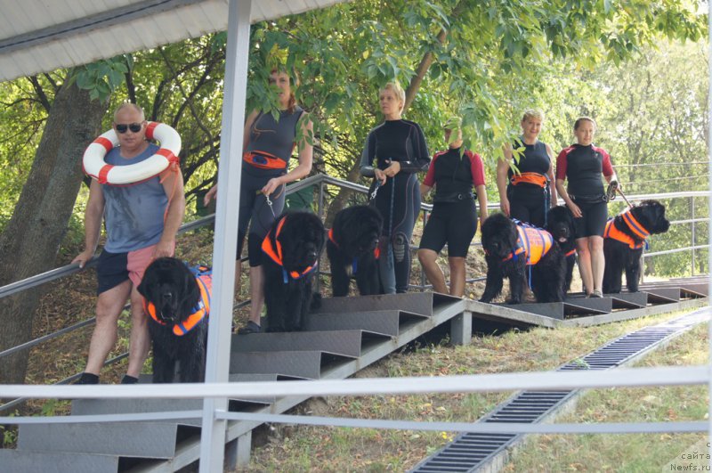 Фото: Александр Бурмистров, ньюфаундленд Black Blues iz Volotova, Елизавета Сафиуллина, ньюфаундленд Giacomo vom Darius Land, Лариса Кутина, ньюфаундленд Белкондер-Клаб Угли-Бугли (Belkonder-Club Ugli-Boogli), Александра Фетисова, ньюфаундленд Бегущая по Волнам Фогет Ми Нот, Антонина Чигвинцева, ньюфаундленд Топтыжка Герой Нашего Времени (Toptyzhka Geroy Nashego Vremeni), Антонина Чигвинцева, ньюфаундленд Топтыжка Галатея Морская Нереида (Toptyzhka Galatea Morskaya Nereida)