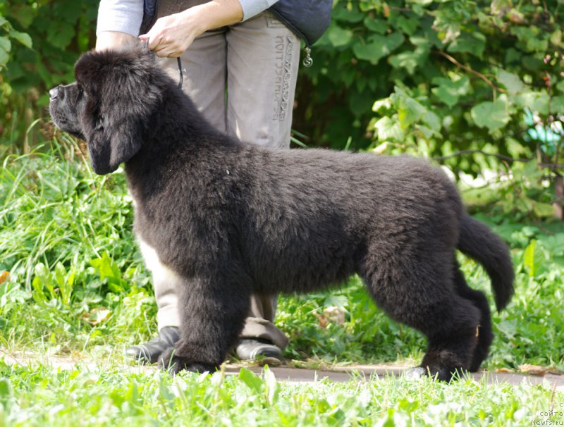 Фотография № 161894