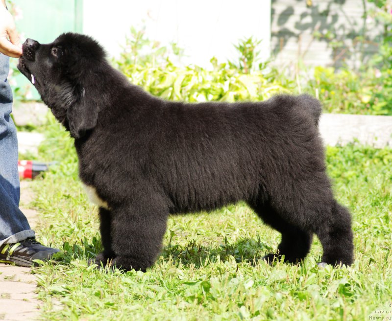 Фотография № 161895