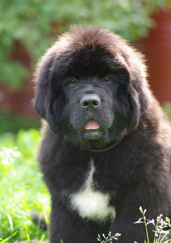 Фотография № 161896