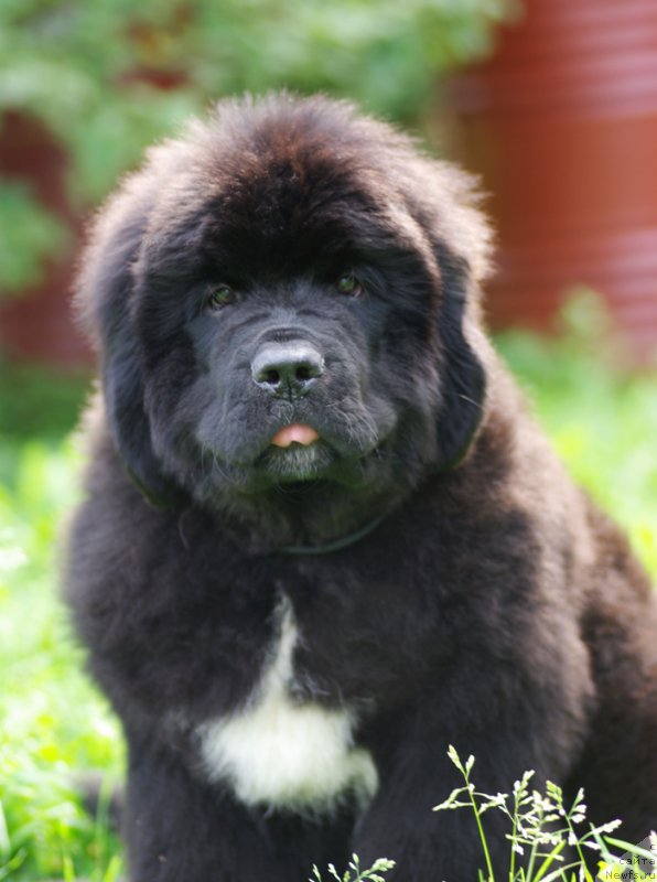 Фотография № 161898