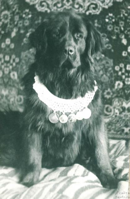 Фото: ньюфаундленд Керри